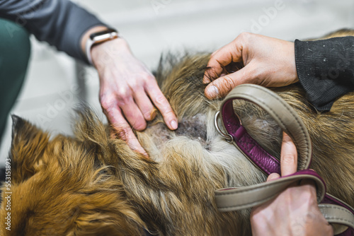 Indoor closeup portrait of hormonal boldness on the skin of mixed-breed dog. Two unrecognizable caucasian people's hands looking at dog's coat. High quality photo