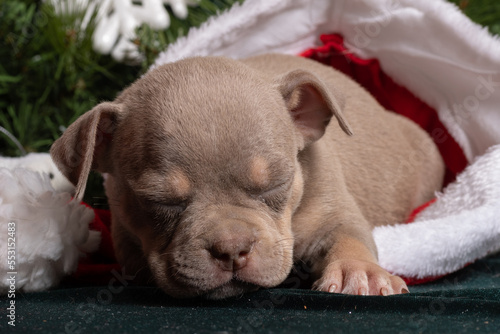 Fototapeta Naklejka Na Ścianę i Meble -  Sleeping little cute American Bully puppy in a Santa hat next to a Christmas tree decorated with toys, snowflakes