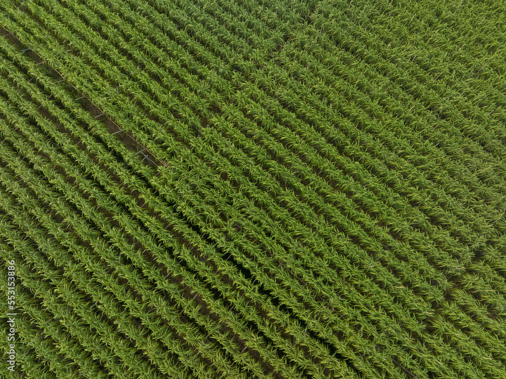 Aerial view of sugarcane plants growing at field