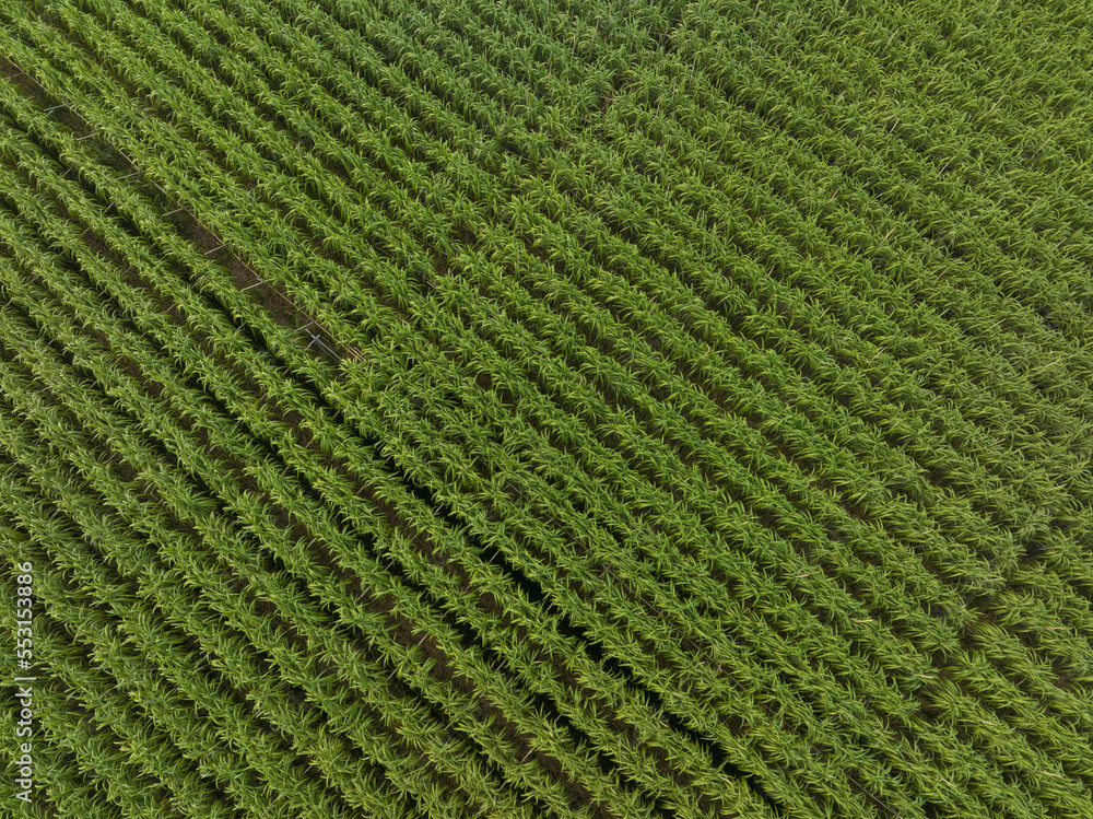 Aerial view of sugarcane plants growing at field Aerial view of sugarcane plants growing at field
