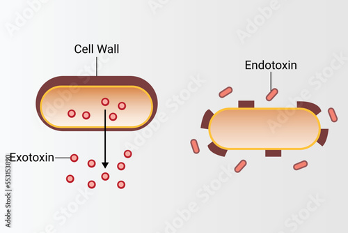 food borne bacterial toxins Exotoxins vs Endotoxins photo