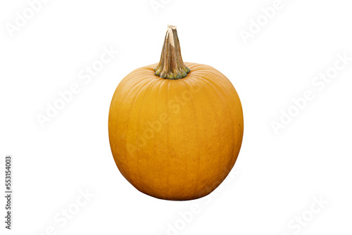 Isolated pumpkin. Fresh autumn pumpkin isolated on white background