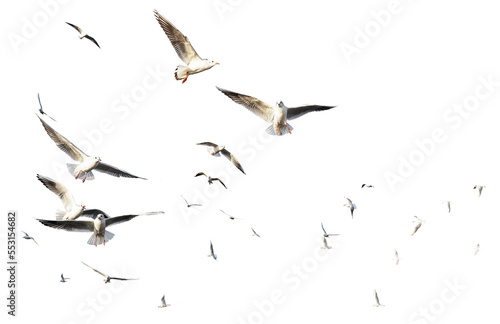 png flock of seagulls birds flying in sky on clear background 