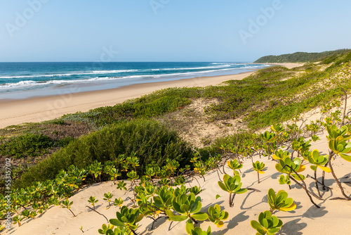 Beach scene showing dune vegetation at Thonga Beach Lodge. Mabibi. Maputaland. KwaZulu Natal. South Africa photo