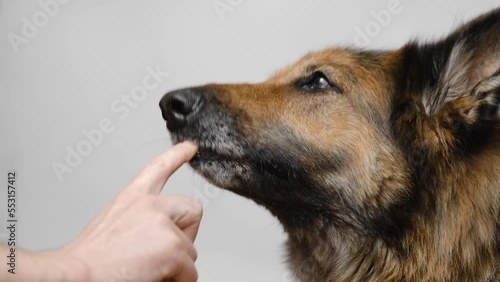 German Shepherd dog is licking canned dog food of man's finger, close up. Taste sample.