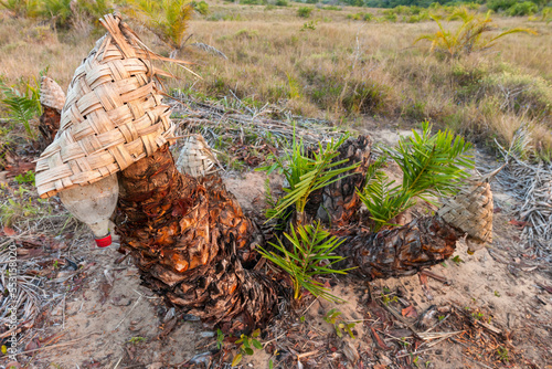 Senegal or Wild Date Palm (Phoenix reclinata) being tapped for the production of lala wine. Isimangaliso Wetland Park (Greater St Lucia Wetland Park). Manguzi. Maputaland. KwaZulu Natal. South Africa. photo