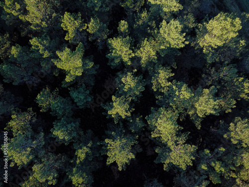 drone aerial view of a pine forest at sunset