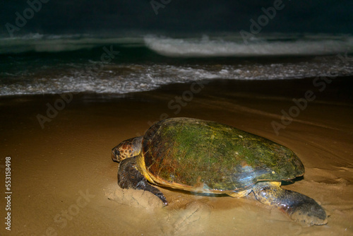 Loggerhead sea turtle (Caretta caretta) returing to sea after nesting on the beach. Thonga Beach Lodge. Mabibi. Maputaland. KwaZulu Natal. South Africa