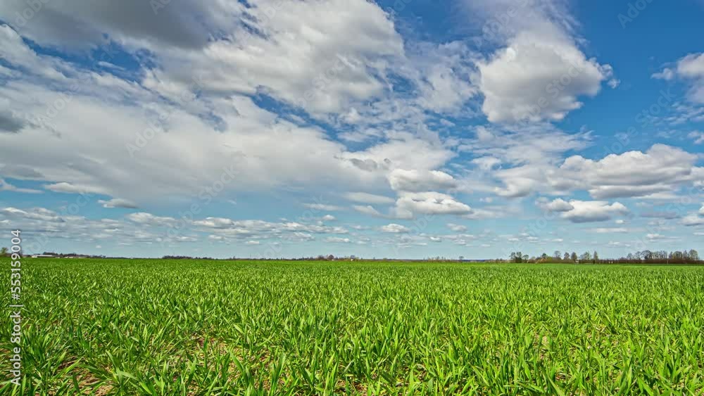 Beautiful Timelapse in Grass Field on a Sunny Summer Day Beautiful Timelapse in Grass Field on a Sunny Summer Day