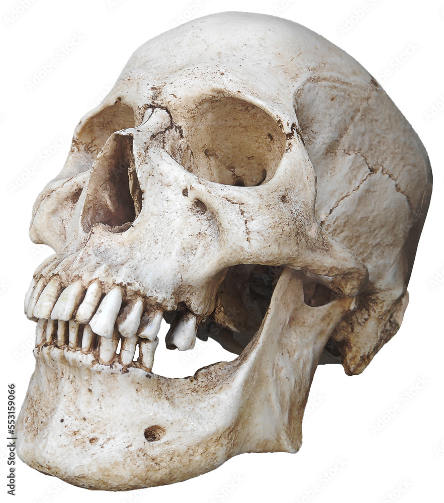 Fototapeta premium Human Skull isolated on transparent background