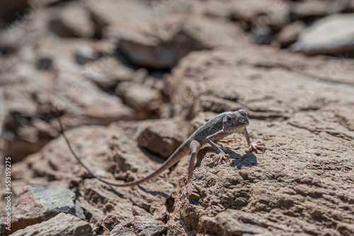 Lizard in his rocky habitat of the Hajar Mountains of the United Arab Emirates