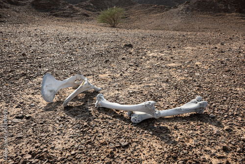 Dead animal dry bones in a rocky environment, desert landscape