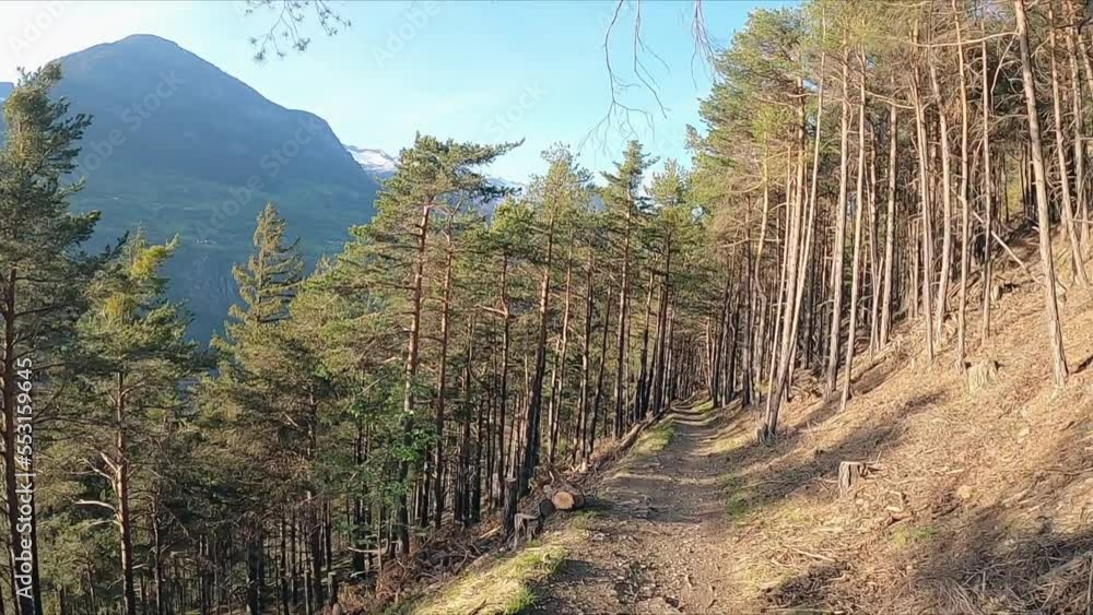 Mountain bike ride through a forest in the mountains. Tree trunks and conifers. POV cyclist Mountain bike ride through a forest in the mountains. Tree trunks and conifers. POV cyclist