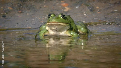 Green Marsh frog or Eurasian marsh frog (Pelophylax ridibundus) sits in the splash area, sun reflections, front view, close-up. photo