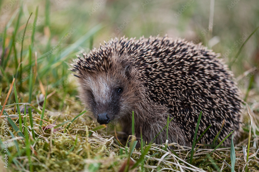 hedgehog in the grass hedgehog in the grass