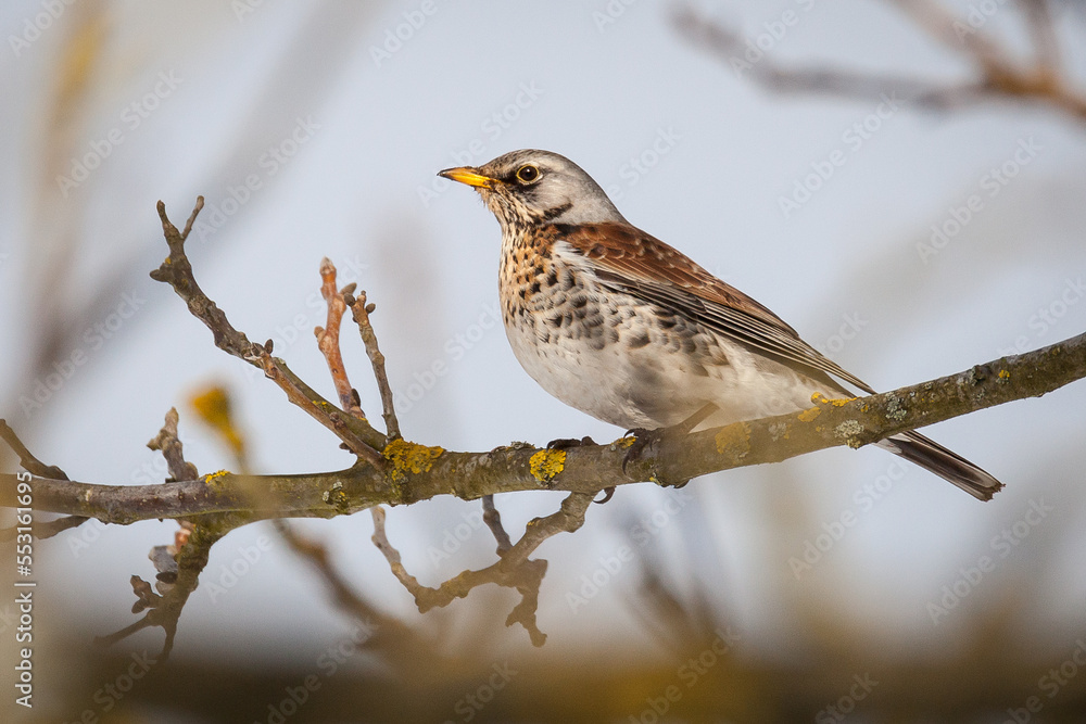 fieldfare (Turdus pilaris) fieldfare (Turdus pilaris)