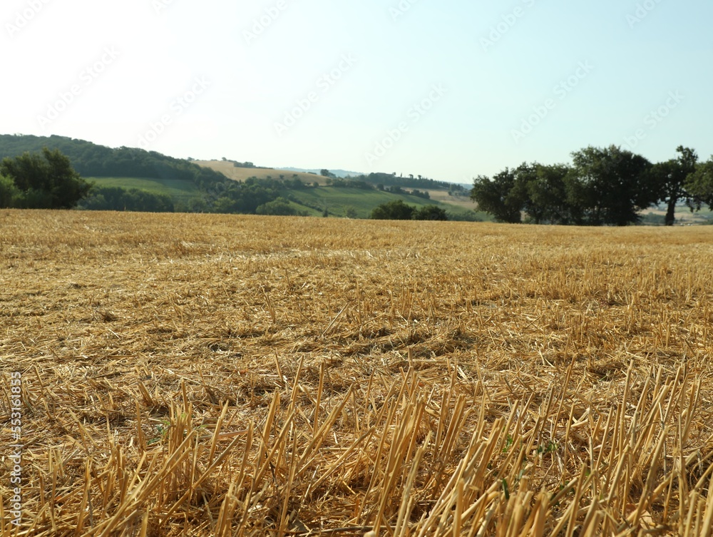 Mowed agriculture field outdoors on sunny day. Agricultural industry Mowed agriculture field outdoors on sunny day. Agricultural industry