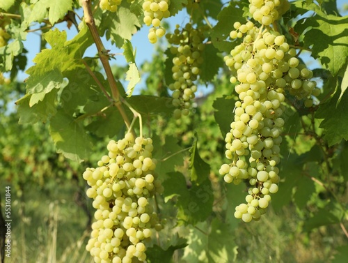 Wallpaper Mural Bunches of fresh grapes growing in vineyard on sunny day Torontodigital.ca