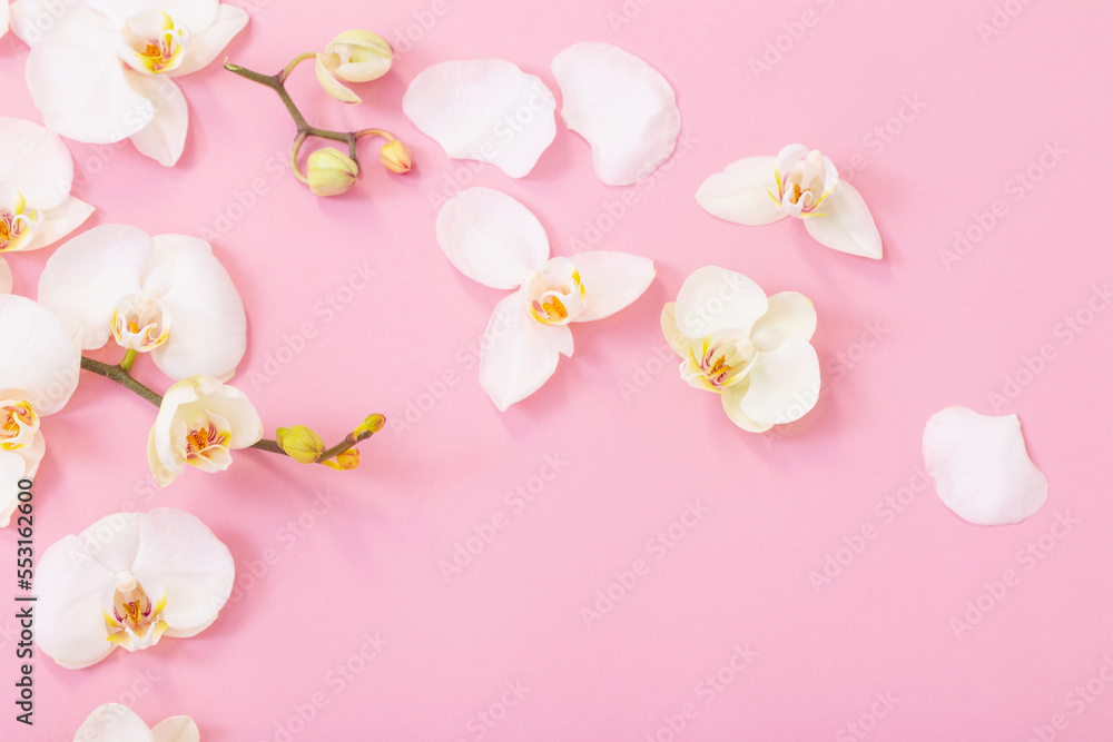 white orchid flowers on pink ackground