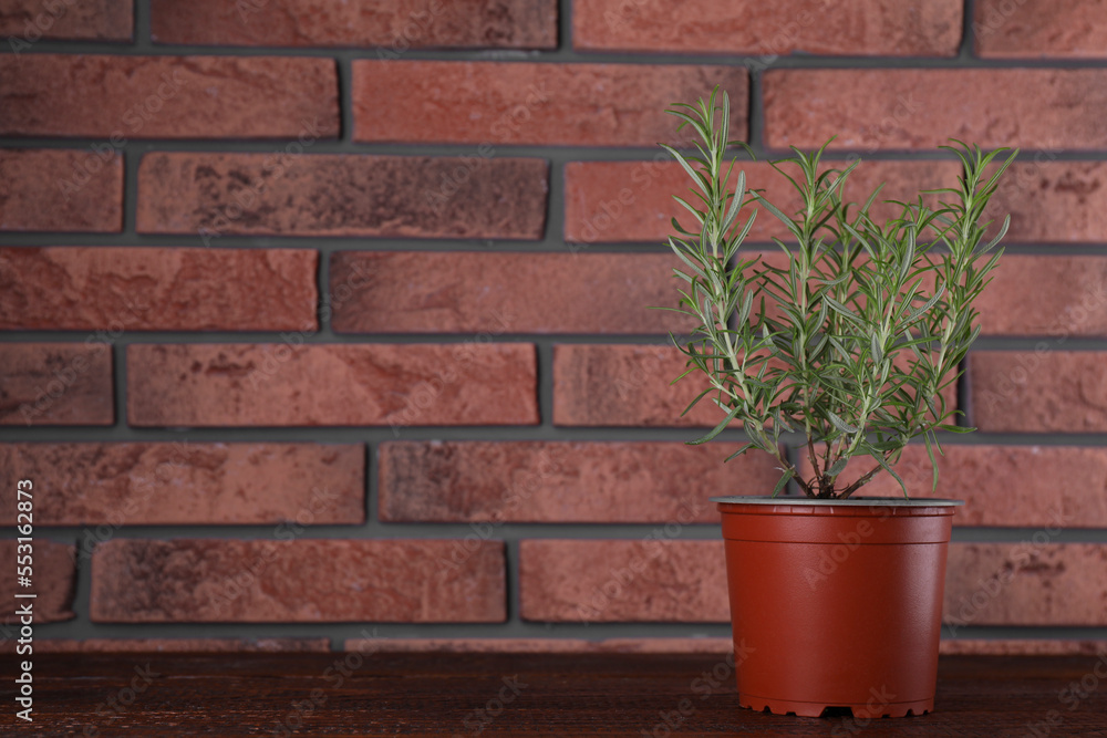 Obraz premium Aromatic green potted rosemary on wooden table near brick wall, space for text