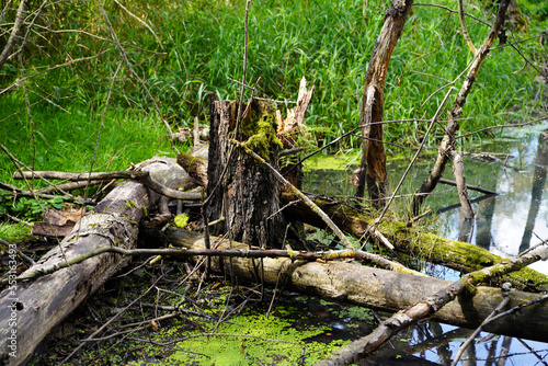 Tote B  ume im Moor - Dead trees in the bog
