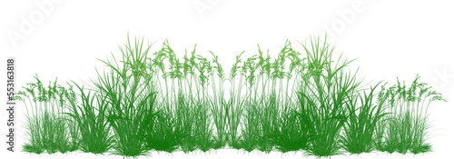 Vector grass, lawn. Grasses png, lawn png. Young green grass 