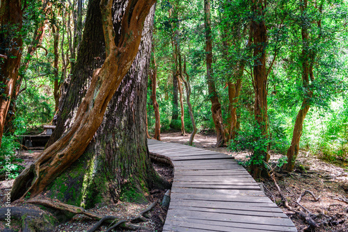 Cuadro en lienzo views of myrtle indigenous forest in bariloche, argentina
