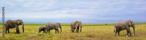 African bush elephant or African Elephant  Loxodonta africana . Amboseli National Park. Kenya.