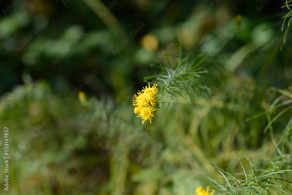 Goldilocks aster yellow flower Goldilocks aster yellow flower