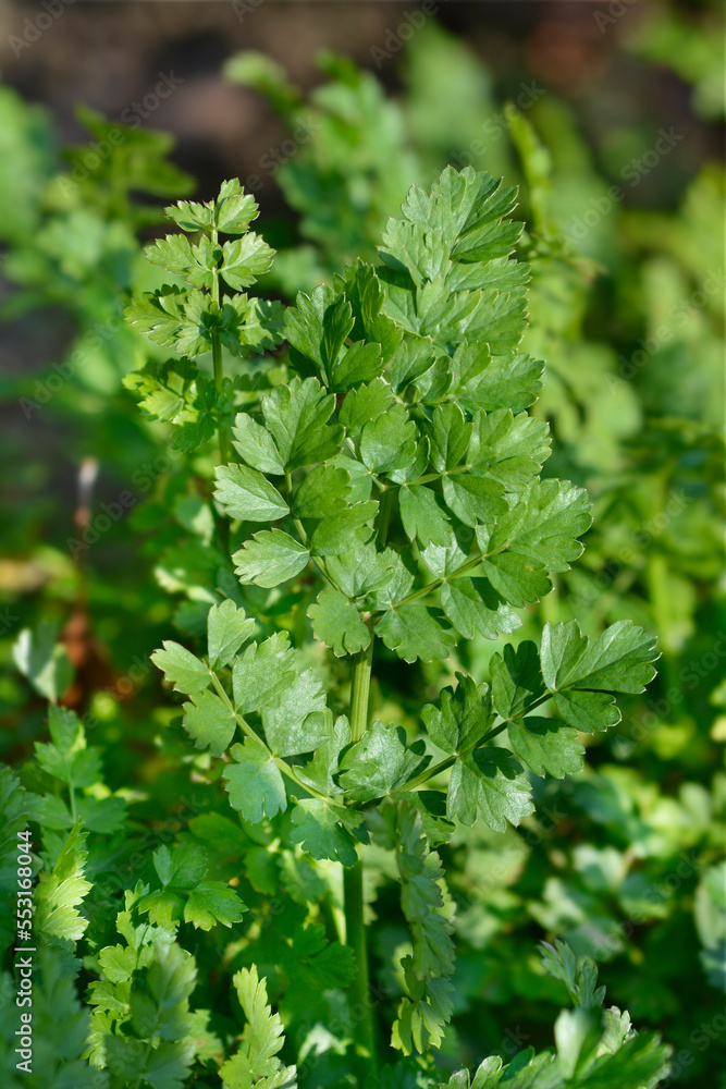 Narrow-leaved water-dropwort green leaves Narrow-leaved water-dropwort green leaves