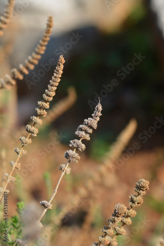 Savory seed heads © nahhan