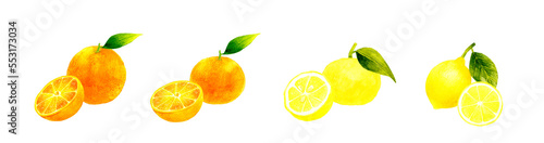 半分にカットした柑橘系の果物セット（葉っぱ付き）　フルーツの手描き水彩イラスト素材集