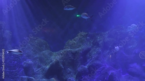 Various types of Fish Swimming inside a Big Blue Aquarium Tank - slow motion photo