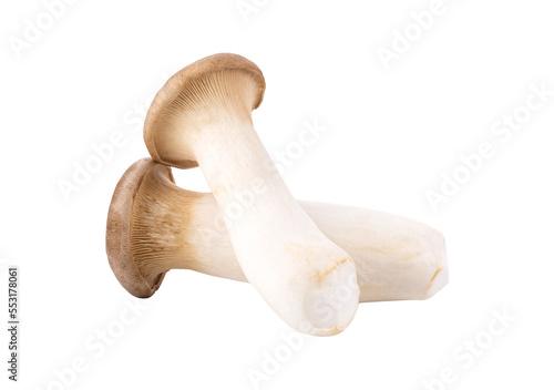 King oyster mushroom Pleurotus eryngii isolated on transparent png