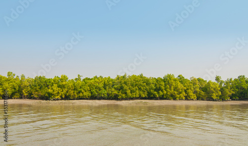 Mangroves in the Ganges Delta in Sundarbans area, India. photo