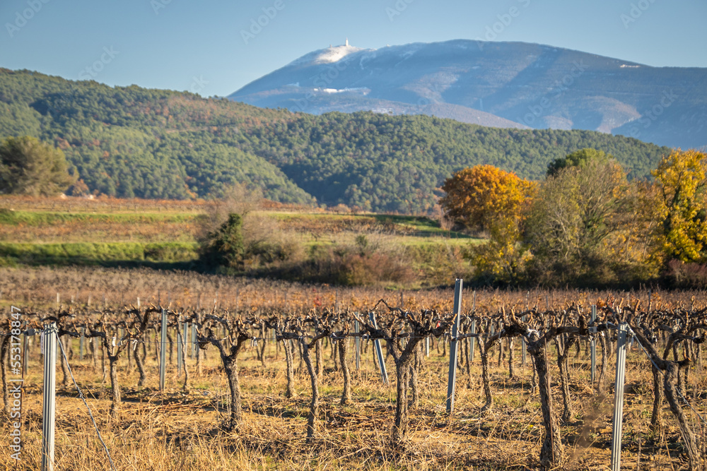 Naklejka premium vue de vignes avec le mont Ventoux en arrière plan