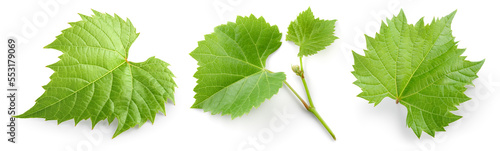 Grape leaf isolated. Young grape leaves with branch and tendrils on white background. Grape leaf collection on white. Full depth of field.