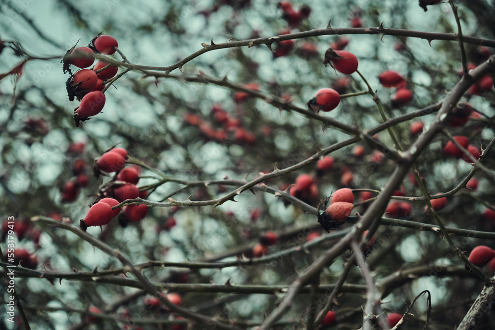 Snow-covered red rosehip berries on a bush against a background of snow. Rosehip bush with berries in winter Snow-covered red rosehip berries on a bush against a background of snow. Rosehip bush with berries in winter