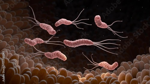 Helicobacter Pylori is a Gram-negative, microaerophilic bacterium found in the stomach. 3D animation photo