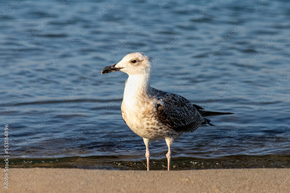 A seagull in the sea A seagull in the sea