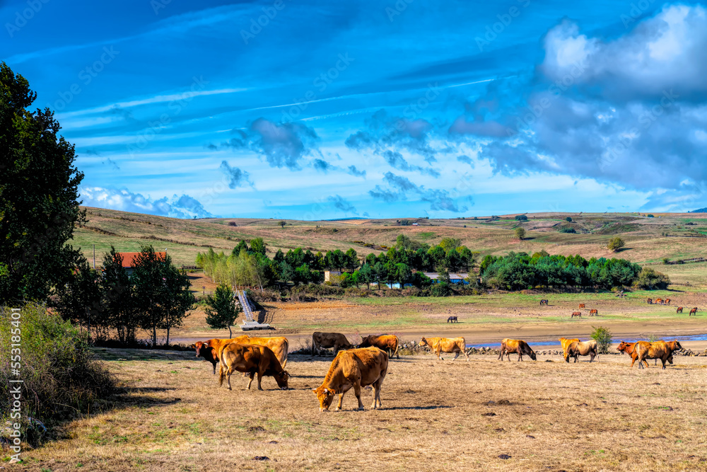 Obraz premium Spanish countryside with green fields and cows La Poblacion Cantabria, Spain
