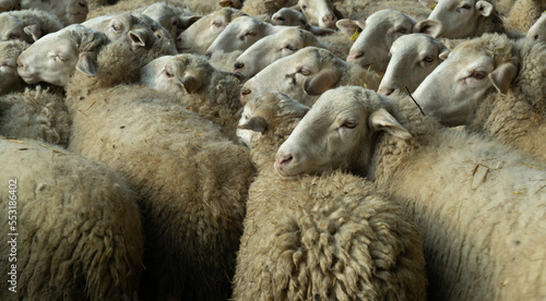 Many head of sheep on the bodies of other cattle.