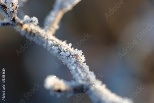 Frost om plants © Chris