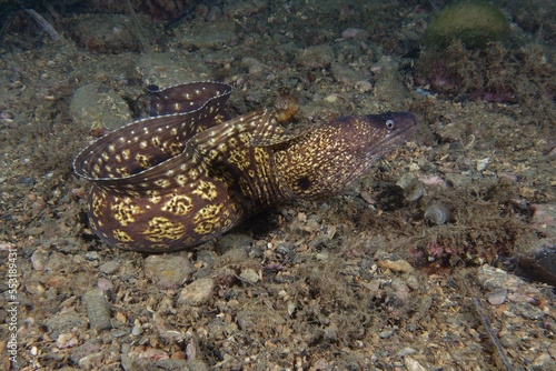 Common moray  Muraena helena  in Mediterranean Sea
