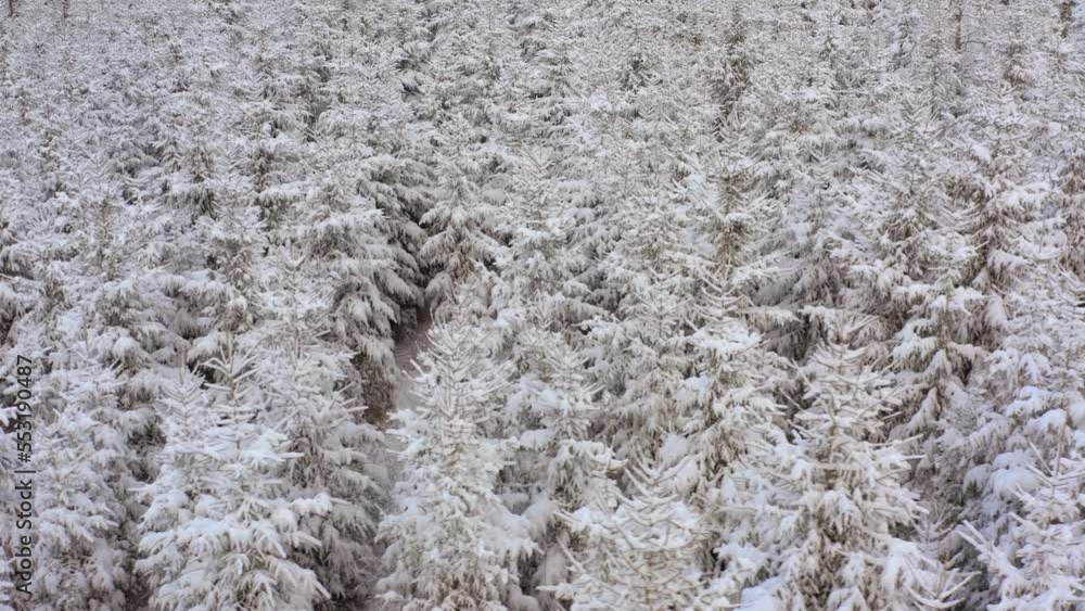 Young Fir tree forest completely covered in thick white snow Young Fir tree forest completely covered in thick white snow