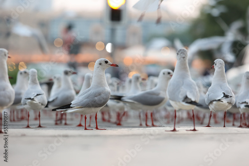 Sea Gulls in Dubai UAE