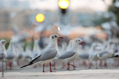 Flock of  Sea Gulls in Dubai
