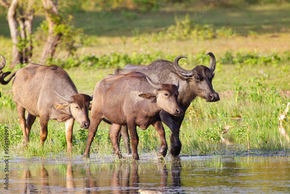 Herd of Asiatic buffalo at a waterhole in Yala, Sri Lanka Herd of Asiatic buffalo at a waterhole in Yala, Sri Lanka
