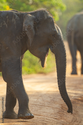 Asiatic Elephant walking around a waterhole 