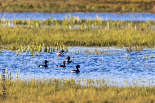 Flock with Tufted duck and a shoveler in a wetland